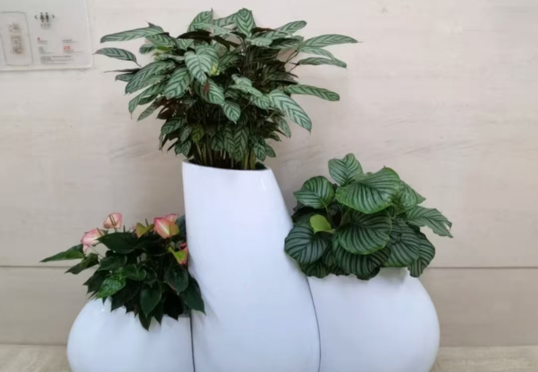 青友園藝成功客戶案例二十