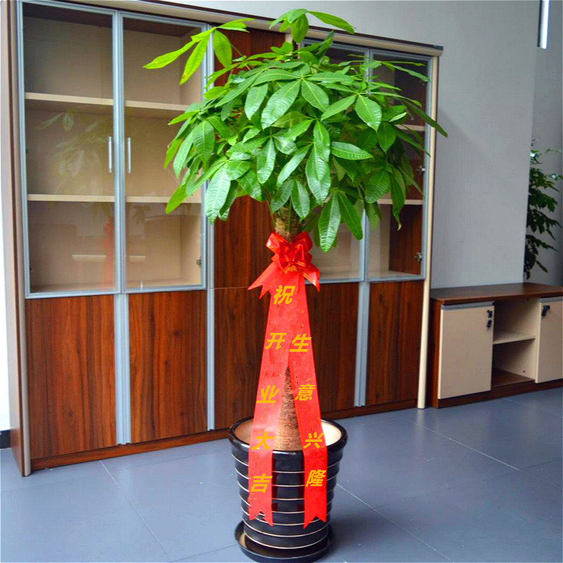 不同辦公空間植物如何擺放？辦公區域植物擺放大全
