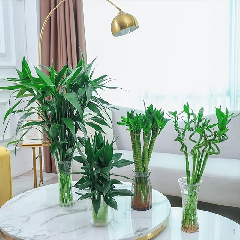 杭州新裝修辦公室如何選擇綠植？擺放植物都有哪些注意事項(xiàng)？