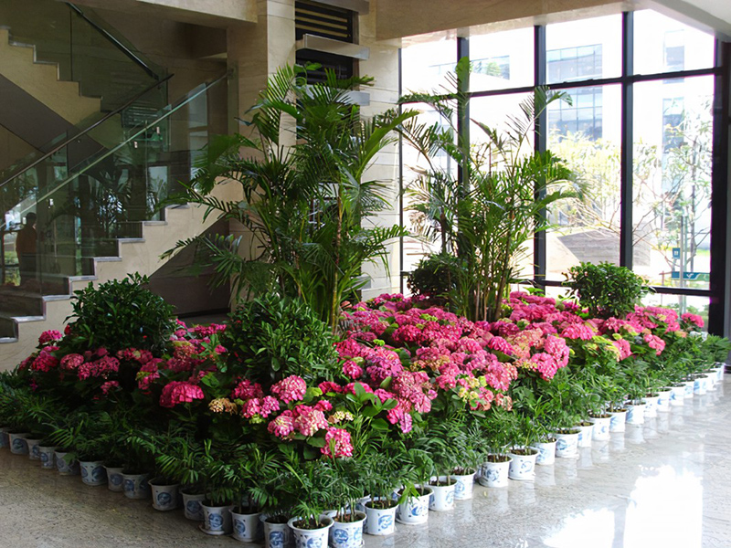 酒店大堂怎么擺放綠植盆栽？綠植租賃時怎么組景？