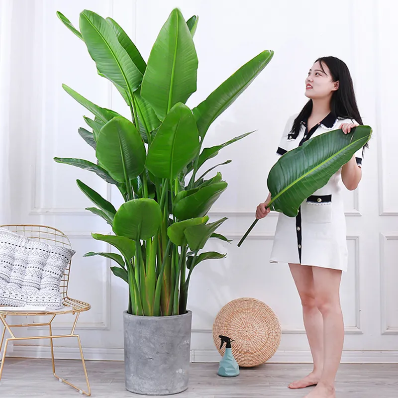 適合領(lǐng)導(dǎo)辦公室里擺放的10種綠植盆栽，招財(cái)運(yùn)旺氣運(yùn)